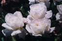 roses7.jpg